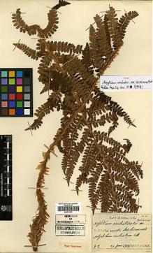 Type specimen at Edinburgh (E). Faurie, Urbain: 42. Barcode: E00417207.