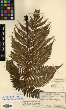 Type specimen at Edinburgh (E). Taquet, Emile: 66. Barcode: E00417209.