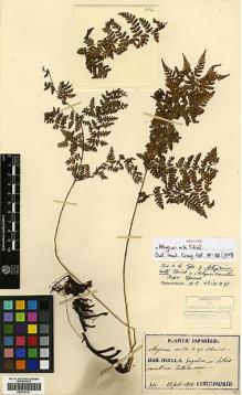 Type specimen at Edinburgh (E). Faurie, Urbain: 316. Barcode: E00417211.