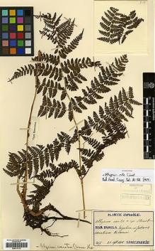 Type specimen at Edinburgh (E). Faurie, Urbain: 317. Barcode: E00417212.