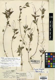 Type specimen at Edinburgh (E). Maire, Edouard-Ernest: 1005/1913. Barcode: E00417214.
