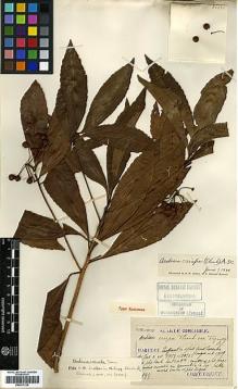 Type specimen at Edinburgh (E). Taquet, Emile: 2975. Barcode: E00417215.