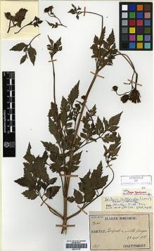 Type specimen at Edinburgh (E). Taquet, Emile: 969. Barcode: E00417216.
