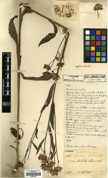 Type specimen at Edinburgh (E). Faurie, Urbain: 1072. Barcode: E00417220.