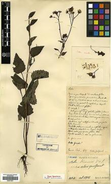 Type specimen at Edinburgh (E). Faurie, Urbain: 1125. Barcode: E00417221.