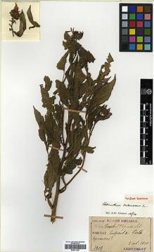 Type specimen at Edinburgh (E). Taquet, Emile: 4318. Barcode: E00417225.