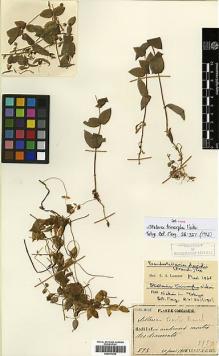 Type specimen at Edinburgh (E). Faurie, Urbain: 593. Barcode: E00417230.
