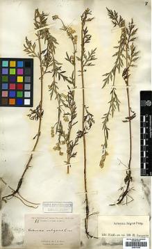 Type specimen at Edinburgh (E). Pratt, Antwerp: 88. Barcode: E00417240.