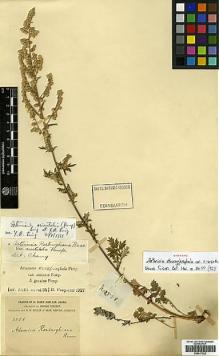 Type specimen at Edinburgh (E). Forrest, George: 2558. Barcode: E00417242.