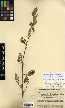 Type specimen at Edinburgh (E). Handel-Mazzetti, Heinrich: 3404. Barcode: E00417243.