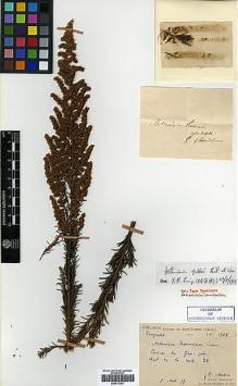 Type specimen at Edinburgh (E). Martin, Léon; Bodinier, Emile: 1762. Barcode: E00417267.