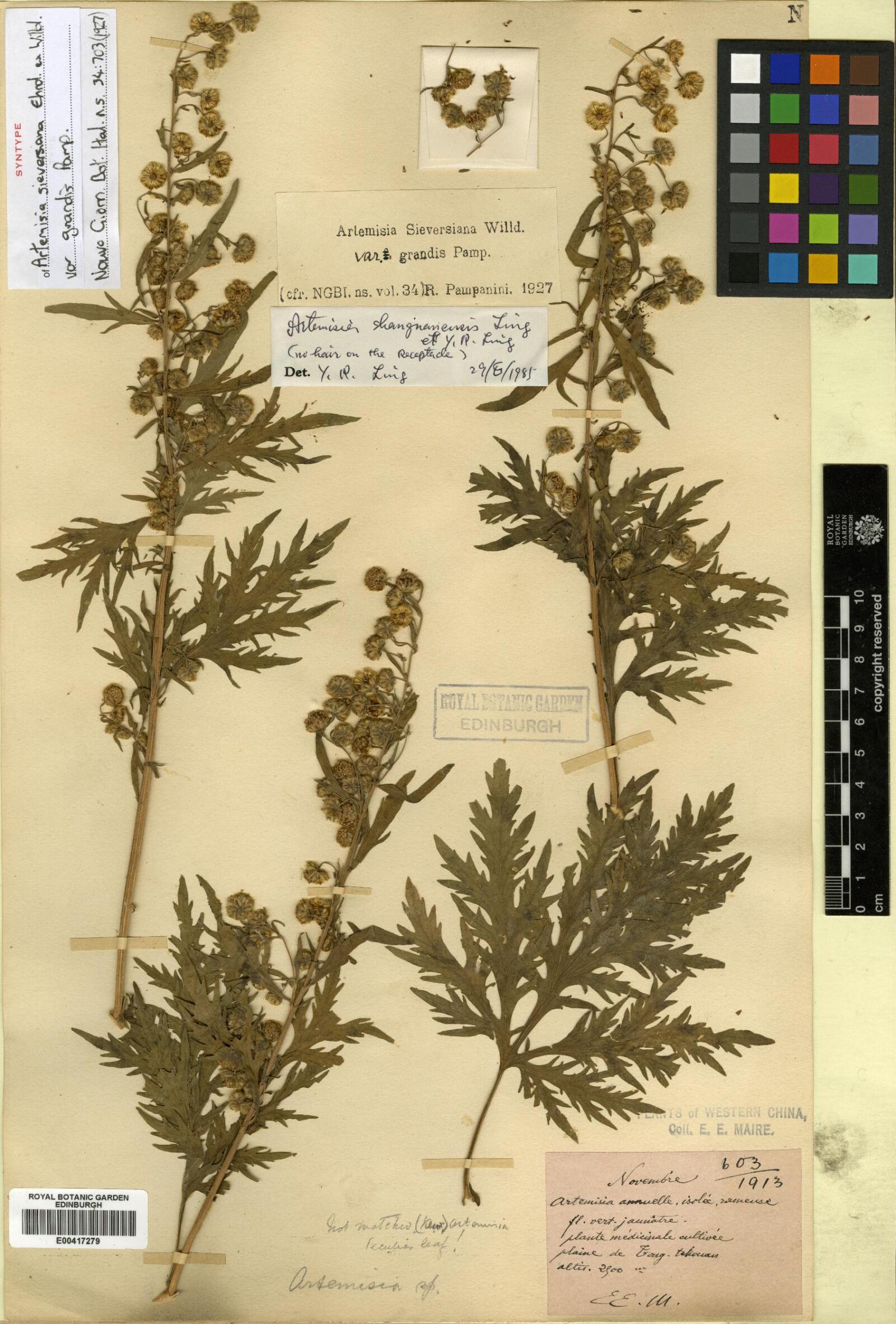Artemisia shangnanensis