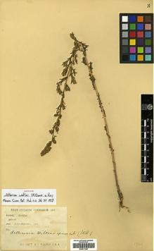 Type specimen at Edinburgh (E). Walton, H.: . Barcode: E00417299.