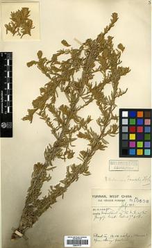 Type specimen at Edinburgh (E). Forrest, George: 10506. Barcode: E00417317.