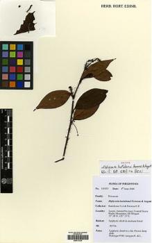 Type specimen at Edinburgh (E). Bartolome, N.; Ferreras, U.: UF475. Barcode: E00417330.