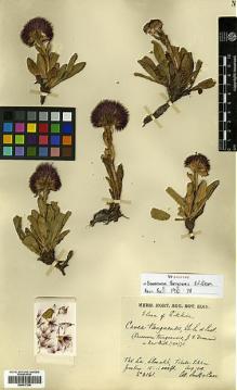 Type specimen at Edinburgh (E). Smith, William; Cave, George: 2161. Barcode: E00417338.