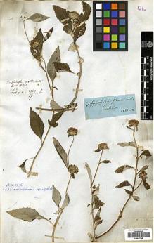 Type specimen at Edinburgh (E). Wallich, Nathaniel: 2957/67B. Barcode: E00417346.