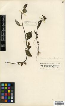 Type specimen at Edinburgh (E). Hohenacker, Rudolph: 175. Barcode: E00417352.