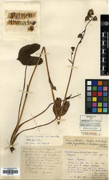 Type specimen at Edinburgh (E). Martin, Léon; Bodinier, Emile: 1911. Barcode: E00417356.