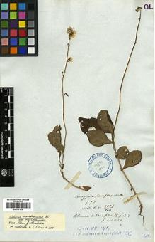 Type specimen at Edinburgh (E). Wallich, Nathaniel: 3003/113. Barcode: E00417363.