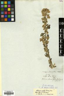 Type specimen at Edinburgh (E). Wallich, Nathaniel: 3004/114. Barcode: E00417370.