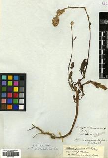 Type specimen at Edinburgh (E). Wallich, Nathaniel: 3002/112. Barcode: E00417371.