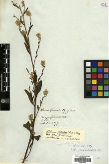 Type specimen at Edinburgh (E). Wallich, Nathaniel: 3055/165. Barcode: E00417374.