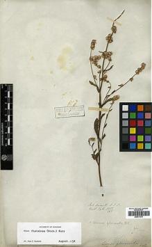 Type specimen at Edinburgh (E). Wallich, Nathaniel: 3055/165. Barcode: E00417375.