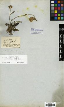 Type specimen at Edinburgh (E). Wallich, Nathaniel: 2938/48B. Barcode: E00417377.