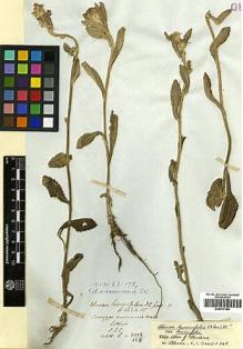 Type specimen at Edinburgh (E). Wallich, Nathaniel: 3018/128. Barcode: E00417380.