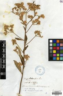 Type specimen at Edinburgh (E). Wallich, Nathaniel: 2998/108C. Barcode: E00417382.