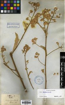 Type specimen at Edinburgh (E). Wallich, Nathaniel: 2998/108C. Barcode: E00417383.