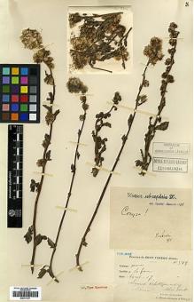 Type specimen at Edinburgh (E). Cavalerie, Pierre: 3315. Barcode: E00417391.