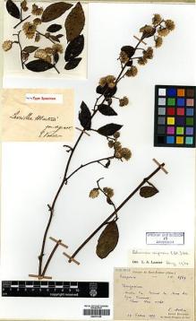 Type specimen at Edinburgh (E). Martin, Léon; Bodinier, Emile: 2569. Barcode: E00417399.