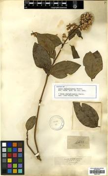 Type specimen at Edinburgh (E). Triana, Jose: 1416. Barcode: E00417437.
