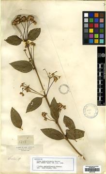 Type specimen at Edinburgh (E). Triana, Jose: 1416. Barcode: E00417438.