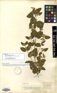 Type specimen at Edinburgh (E). Smith, Herbert: 524. Barcode: E00417439.