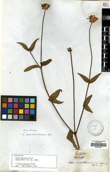 Type specimen at Edinburgh (E). Mathews, Andrew: 1380. Barcode: E00417440.