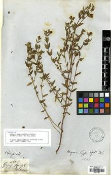Type specimen at Edinburgh (E). Gardner, George: 3855. Barcode: E00417443.