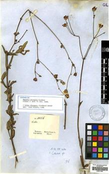 Type specimen at Edinburgh (E). Gardner, George: 3856. Barcode: E00417444.