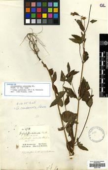 Type specimen at Edinburgh (E). Schomburgk, Robert: 474. Barcode: E00417449.