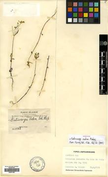 Type specimen at Edinburgh (E). Bang, Miguel: 1148. Barcode: E00417452.