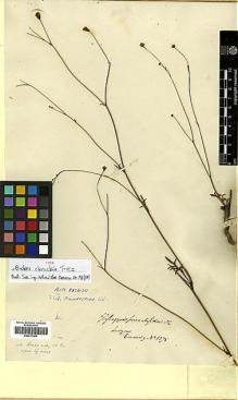 Type specimen at Edinburgh (E). Cuming, Hugh: 1375. Barcode: E00417454.