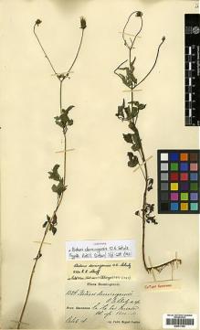Type specimen at Edinburgh (E). Fuertes, Miguel: 1324. Barcode: E00417462.