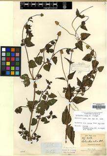 Type specimen at Edinburgh (E). Wight, Robert: 1456. Barcode: E00417474.