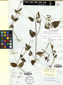 Type specimen at Edinburgh (E). Wallich, Nathaniel: 3185/295H. Barcode: E00417476.