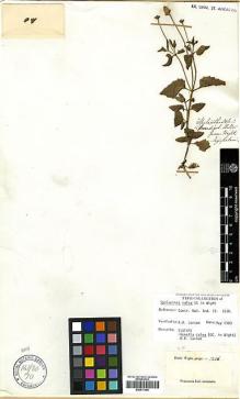 Type specimen at Edinburgh (E). Wight, Robert: 1456. Barcode: E00417480.