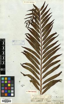 Type specimen at Edinburgh (E). Vachell, George: . Barcode: E00417481.