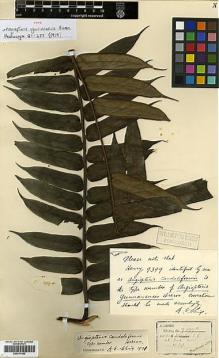 Type specimen at Edinburgh (E). Henry, Augustine: 9399A. Barcode: E00417482.