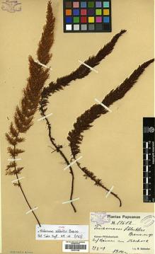 Type specimen at Edinburgh (E). Schlechter, Friedrich: 19612. Barcode: E00417492.